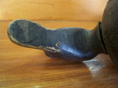 Sarcelle &agrave; ailes bleues d'Ernest Ouimet 8