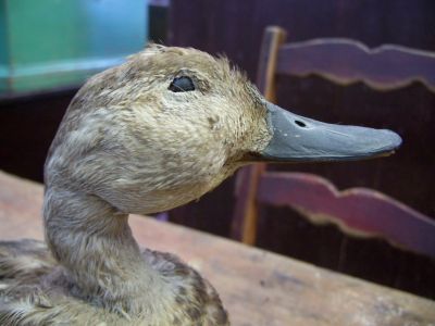 nice hunting real naturalised stuffed decoy 3