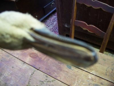 nice hunting real naturalised stuffed decoy 8