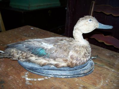 nice hunting real naturalised stuffed decoy 1