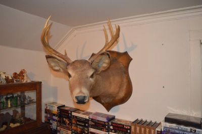 Deer head 2