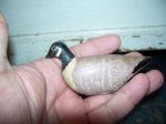 Miniature Canada goose