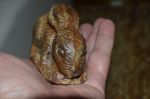 Lapin en fonte pour fenêtre2