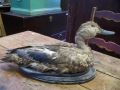 nice hunting real naturalised stuffed decoy2