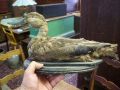 nice hunting real naturalised stuffed decoy7
