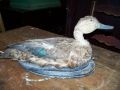 nice hunting real naturalised stuffed decoy1