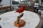 cardinal sculpté3