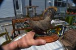 Beatifull carved Spruce Grouse1
