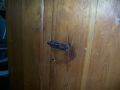 Armoire &agrave; queues de rats, clous forg&eacute;s 6