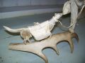 Inoo antler carving3