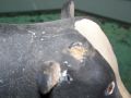 Vache sculpt�e  art populaire - Antiquit�s